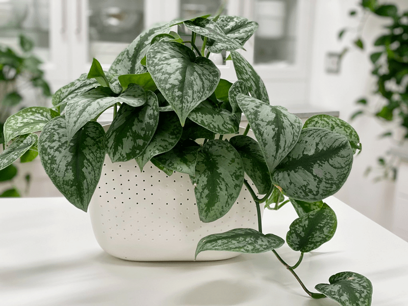 Pothos Plant, Silver Satin, Care Difficulty - Easy