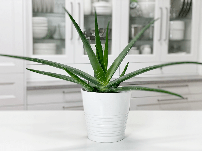 houseplants - Can I cut the top off my Lace Aloe plant