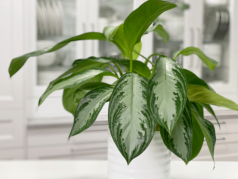 Aglaonema "Silver Bay" | Chinese Evergreen | Care Difficulty - Easy |  AmieSue.com