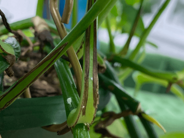 Mealybugs | Plant Pests | AmieSue.com