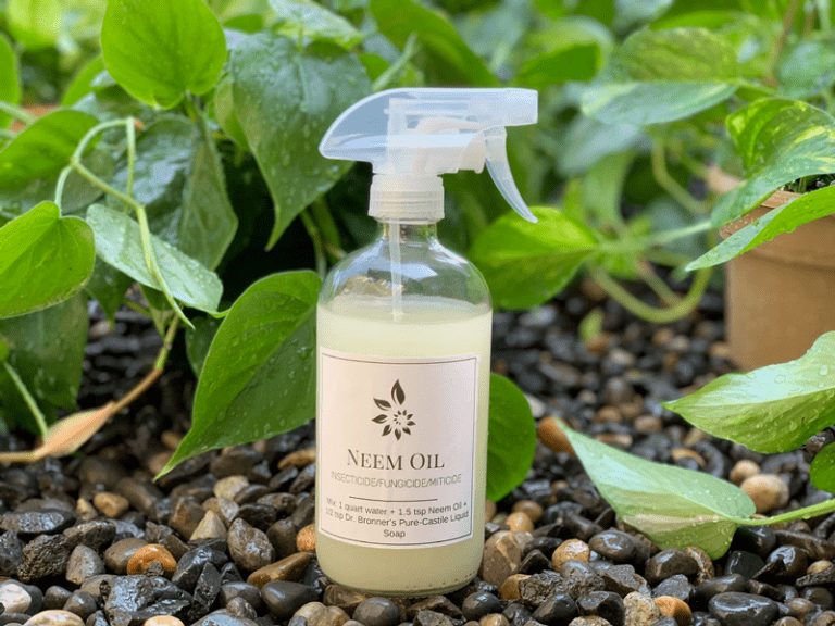 Neem Oil Solution Pest Treatment