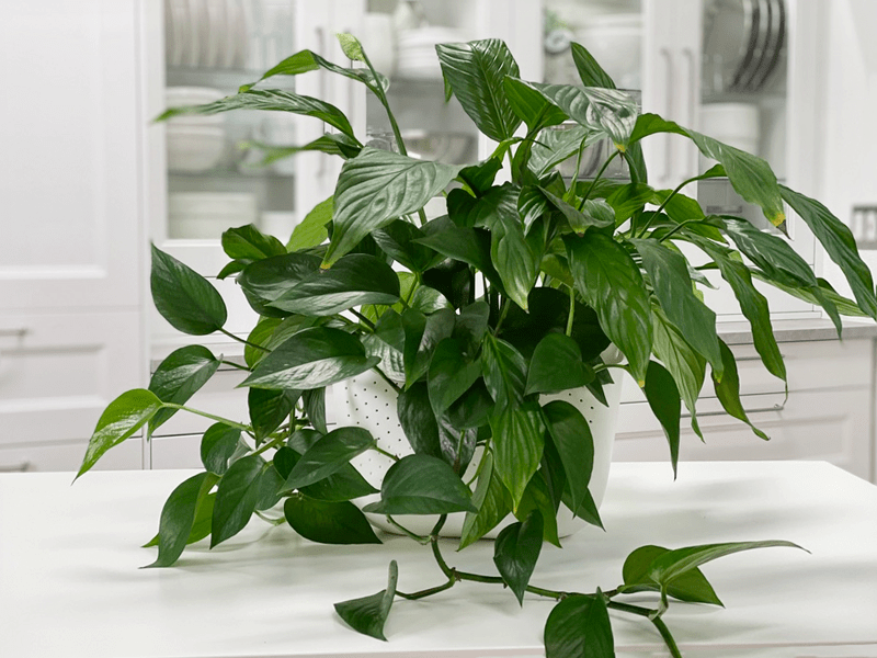 Image of Pothos and peace lilies