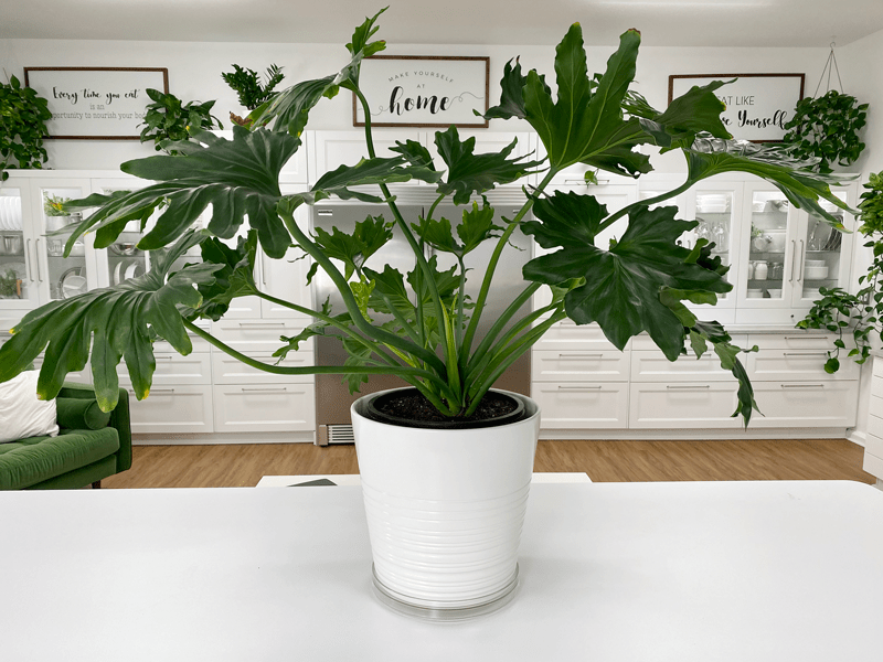Philodendron Hope Selloum | Care Difficulty - Moderate | AmieSue.com