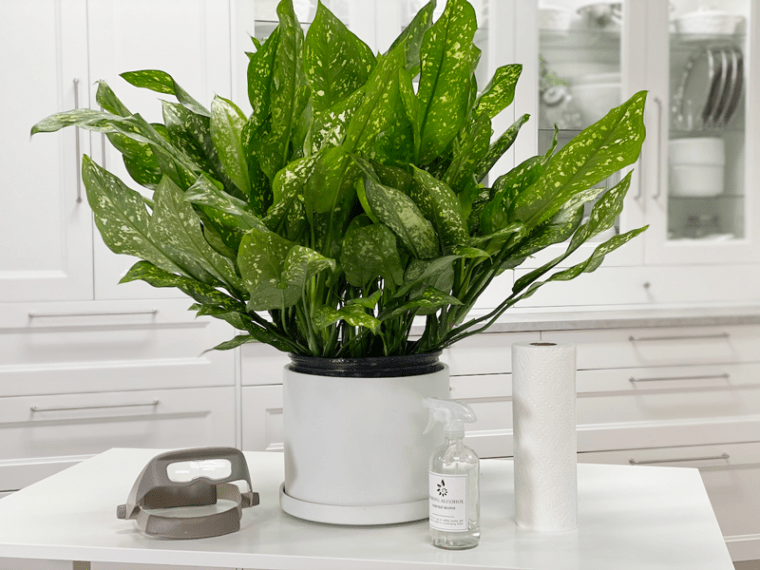 Chinese Evergreen | Emerald Star Plant | Care Difficulty - Easy ...