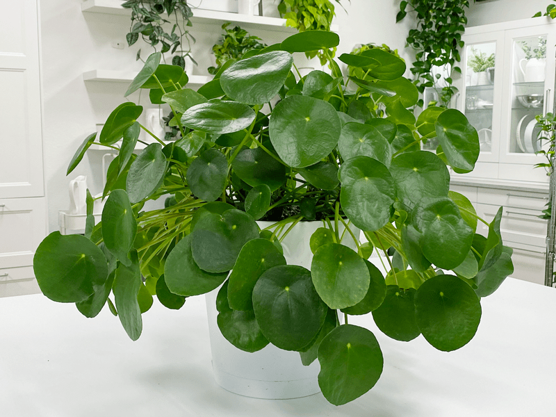 Pilea Peperomioides Friendship Plant Care Difficulty - Moderate | AmieSue.com