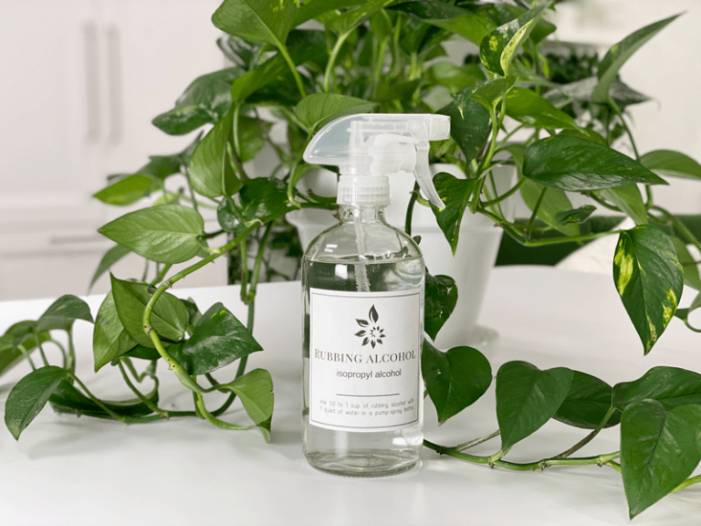 Rubbing Alcohol Pest Treatment