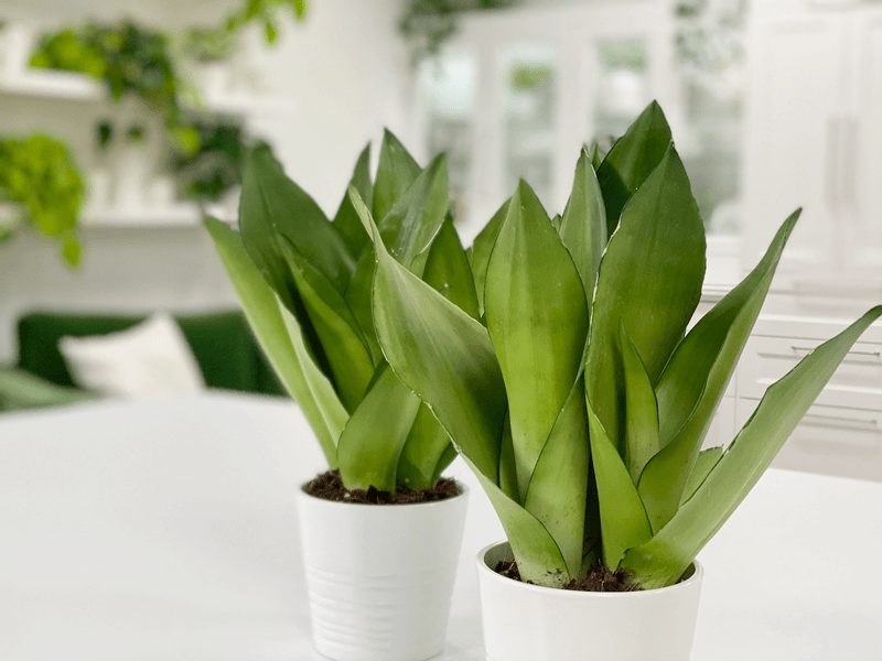 sansevieria moonshine