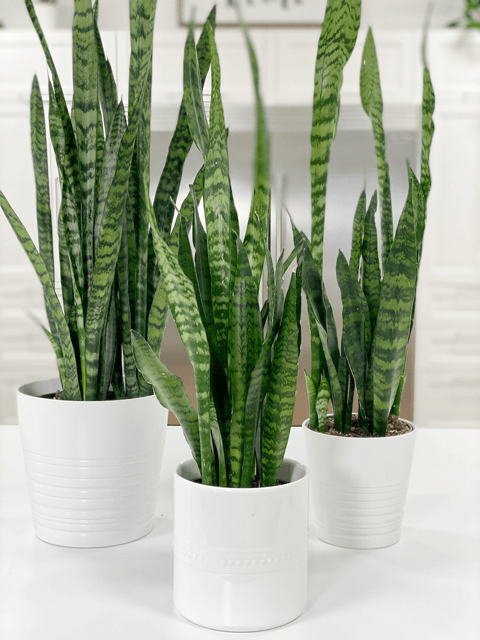 Snake Plant Drooping