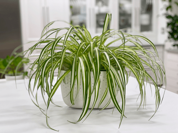 Spider Plant | Care Difficulty - Easy | AmieSue.com