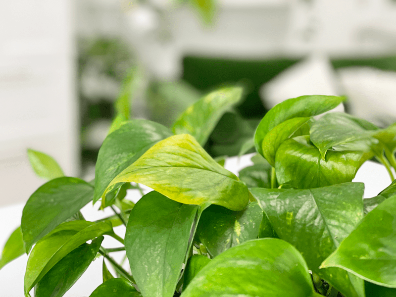 Pothos Plant | My Leaves are Turning Yellow?! | AmieSue.com