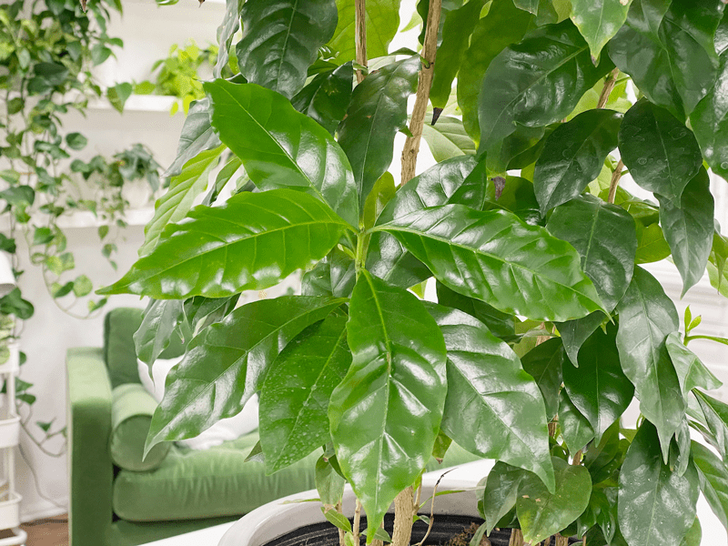 Indoor coffee plant leaves drooping