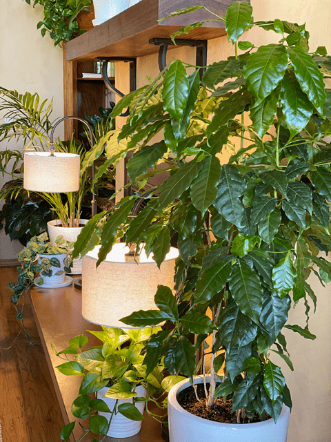 Indoor Coffee Arabica Plant Tree 1m height 15 seeds Evergreen Leaves