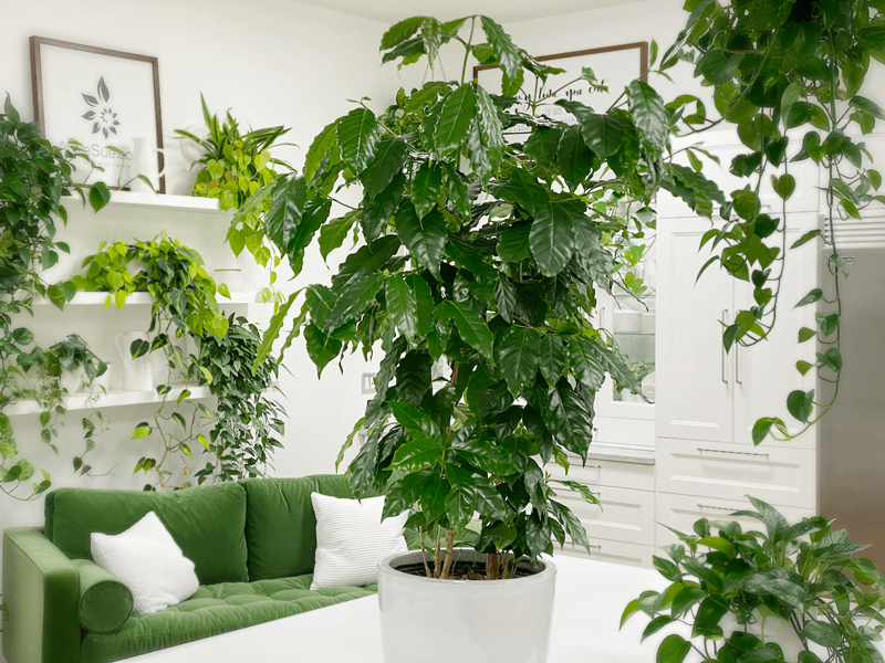 Indoor Coffee Arabica Plant Tree 1m height 15 seeds Evergreen Leaves