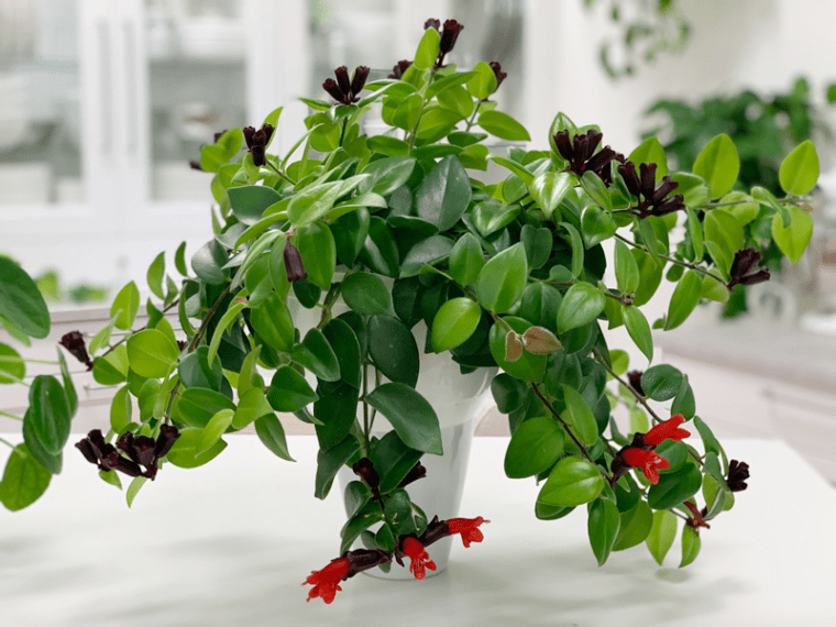 Mona Lisa Lipstick Plant Pucker Up Baby! Care Difficulty Easy