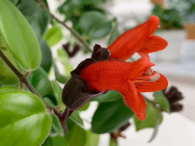 lipstick plant