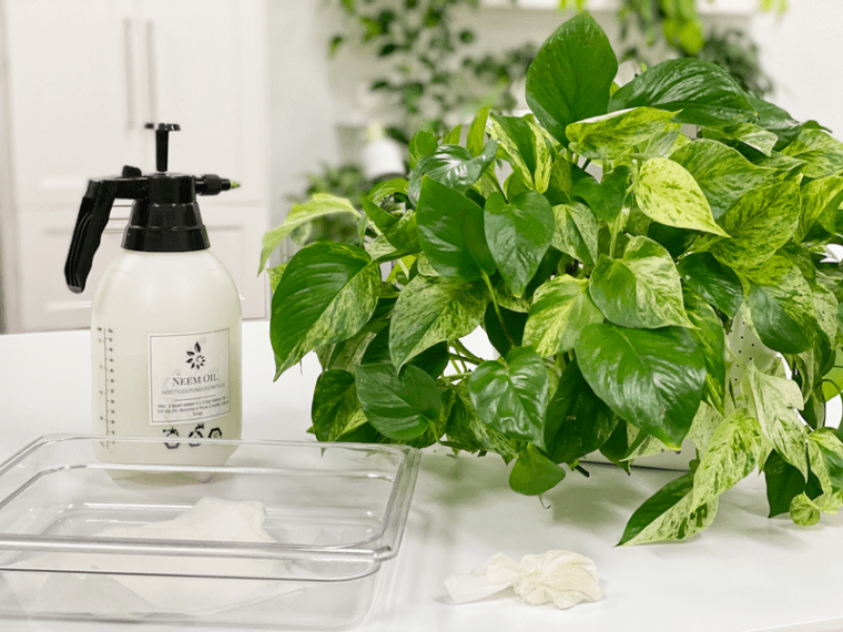 How I Clean the Leaves of My Plants Maintenance