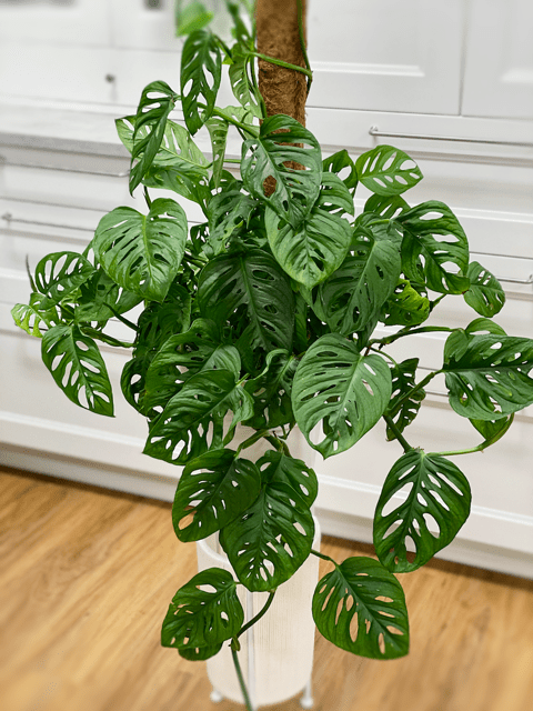 Swiss Cheese Plant | Monstera Adansonii | Care Difficulty - Easy | AmieSue.com
