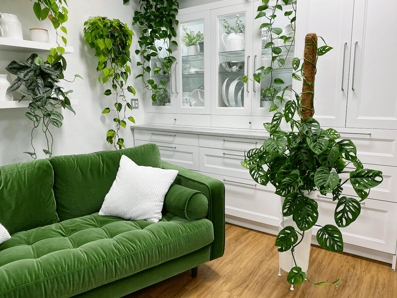 How to Care for a Monstera Plant, aka the Swiss Cheese Plant