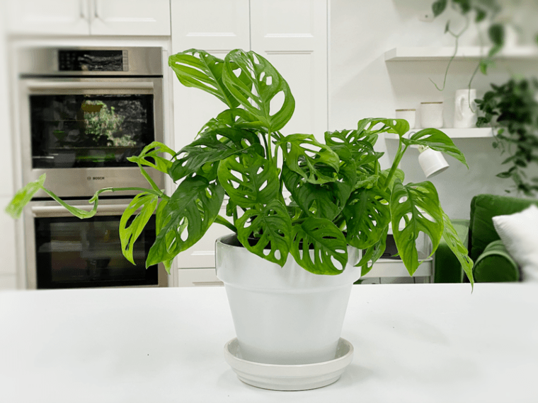 Swiss Cheese Plant Monstera Adansonii Care Difficulty Easy