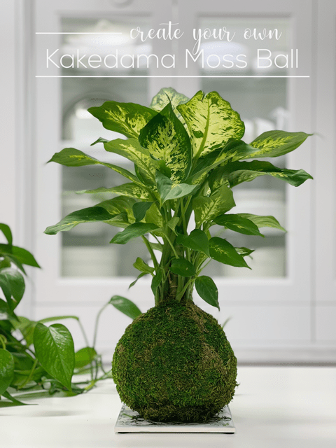 Kokedama Moss Ball Plant, Table Top Style