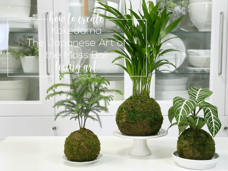 Kokedama Moss Ball Plant Table Top Style